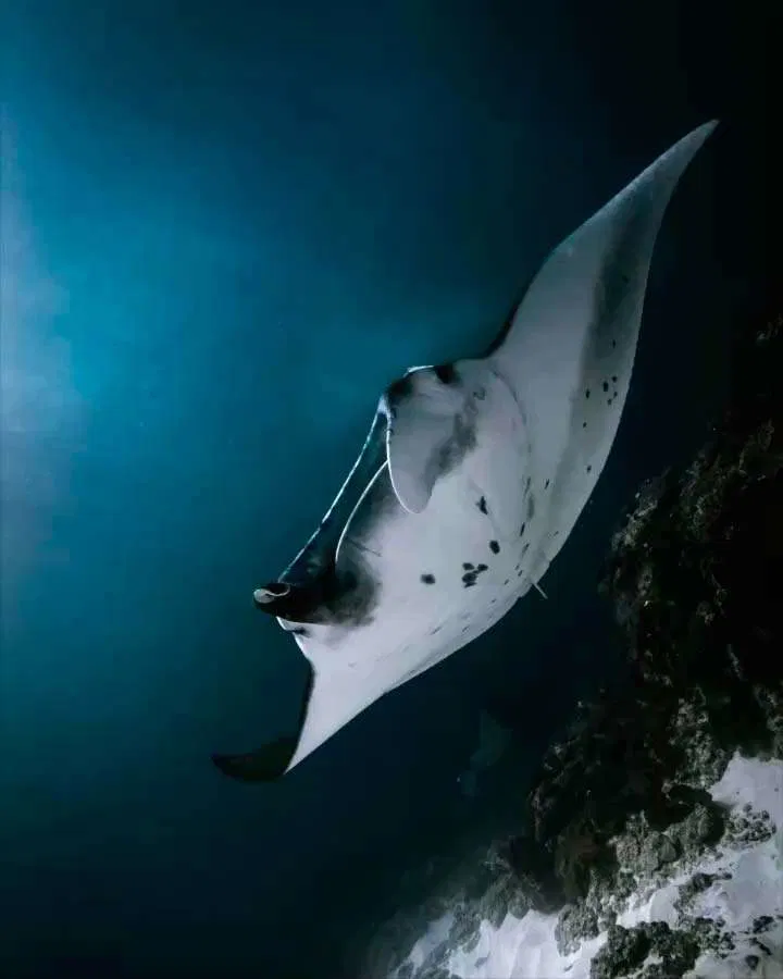 buceo-con-mantas-en-nusa-penida Buceo con mantas en nusa penida